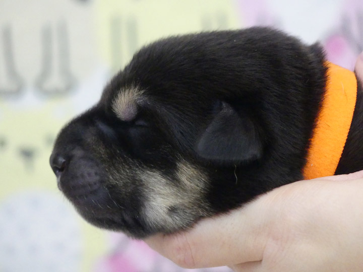 chinook puppy